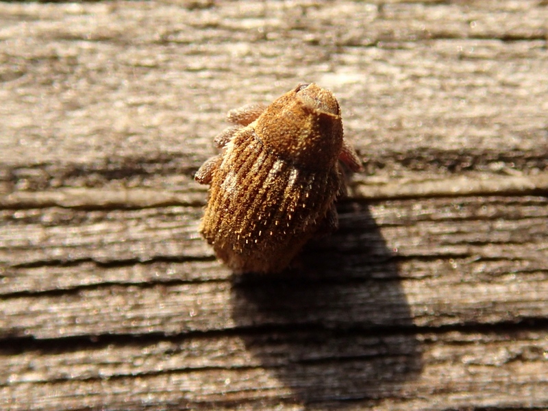 Curculionidae: Trichosirocalus sp.